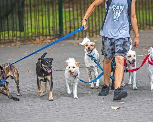 dog-walkers-in-kolkata