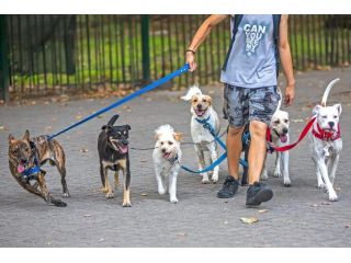 dog-walkers-in-kolkata-small-0