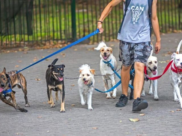dog-walkers-in-kolkata