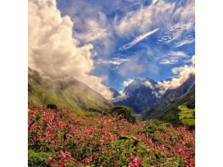 the-himalayan-paradise-a-guide-to-the-valley-of-flowers-small-0