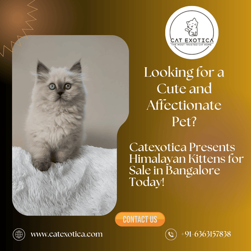 top-himalayan-cats-for-sale-in-bangalore-big-0