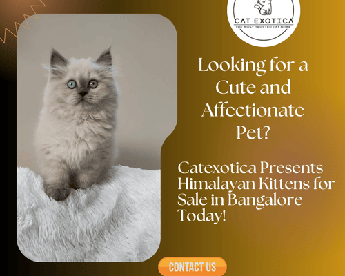 top-himalayan-cats-for-sale-in-bangalore