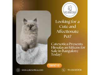 top-himalayan-cats-for-sale-in-bangalore-small-0