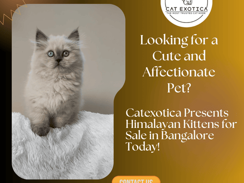top-himalayan-cats-for-sale-in-bangalore