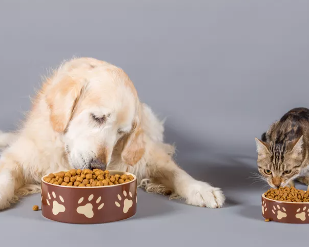 pet-grooming-products-in-bangalore-the-pet-project