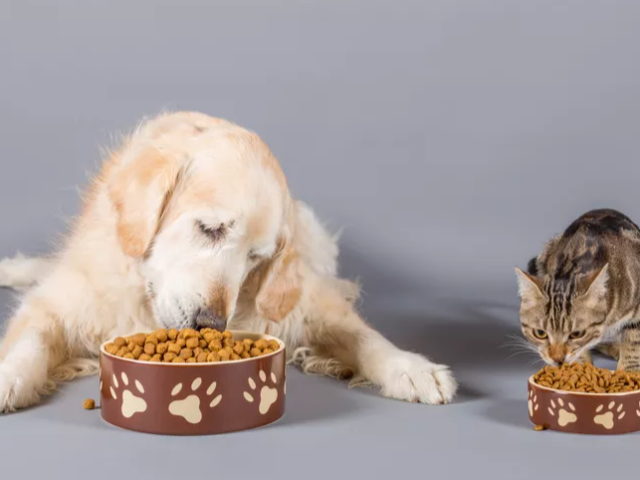 pet-grooming-products-in-bangalore-the-pet-project