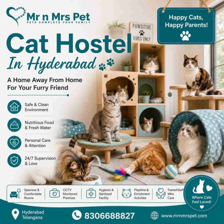 cat-hostel-in-hyderabad-big-0