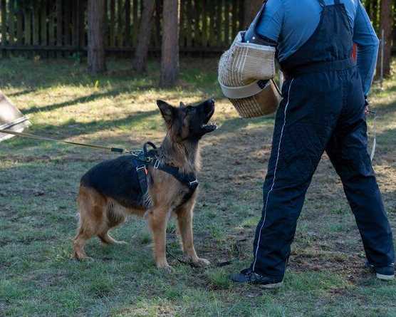dog-training-service-in-kolkata