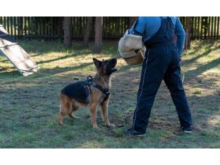 dog-training-service-in-kolkata-small-0