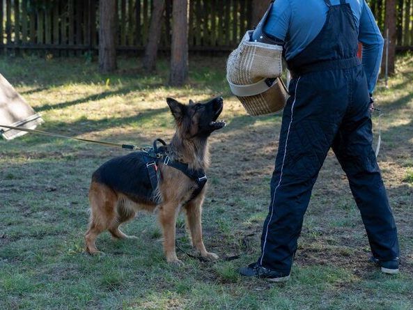 dog-training-service-in-kolkata