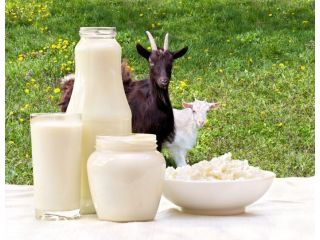 why-do-people-switch-to-goat-milk-formula-small-0