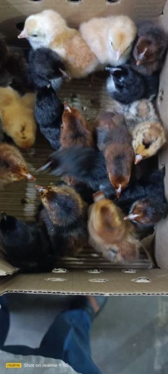 nidhi-hatchery-is-a-trusted-poultry-farm-in-gorakhpur-big-0