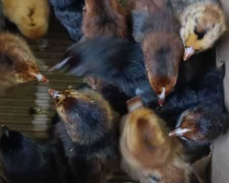 nidhi-hatchery-is-a-trusted-poultry-farm-in-gorakhpur