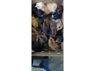nidhi-hatchery-is-a-trusted-poultry-farm-in-gorakhpur-small-0