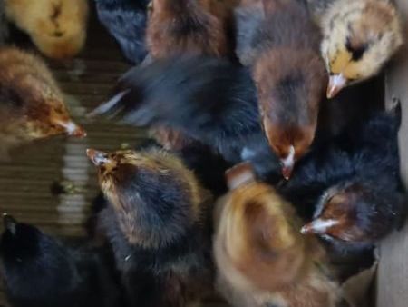 nidhi-hatchery-is-a-trusted-poultry-farm-in-gorakhpur