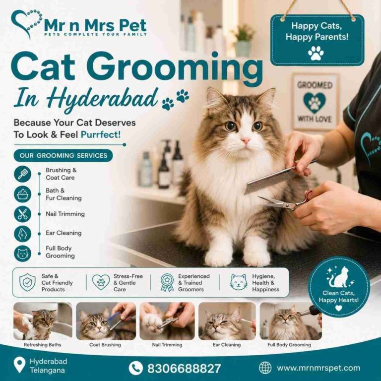 cat-grooming-in-hyderabad-big-0