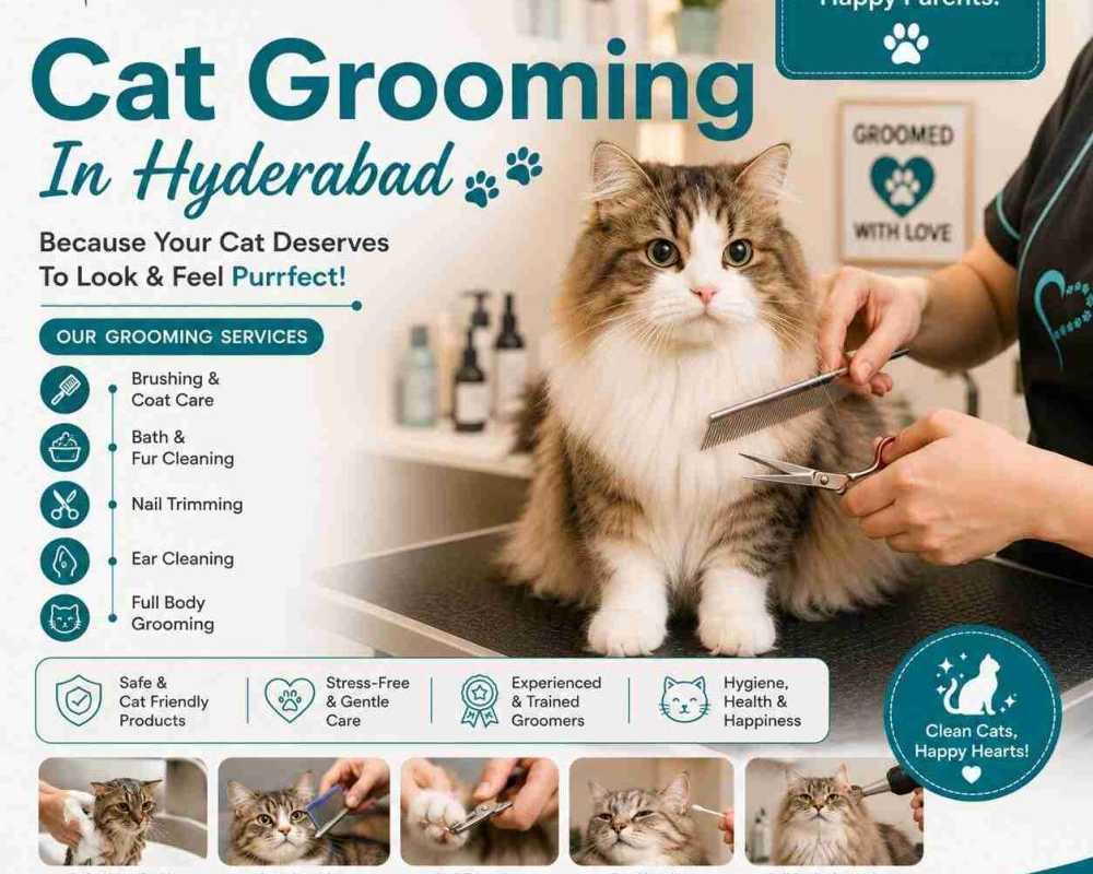 cat-grooming-in-hyderabad