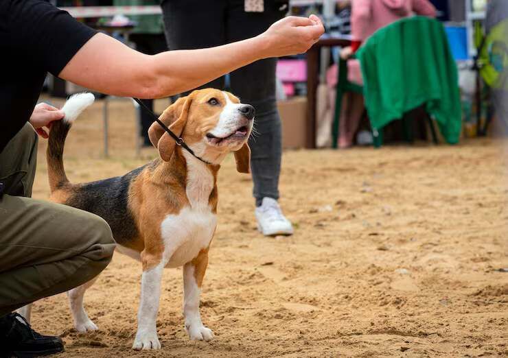 dog-training-service-in-ahmedabad-big-0