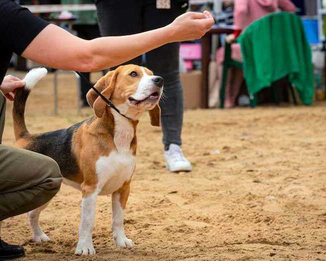 dog-training-service-in-ahmedabad