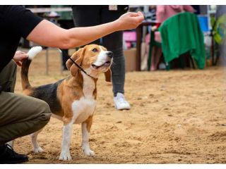 dog-training-service-in-ahmedabad-small-0