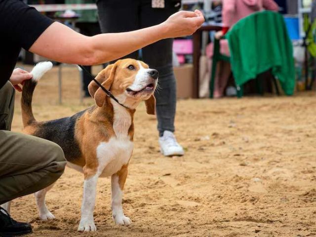 dog-training-service-in-ahmedabad