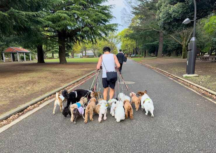 dog-walkers-in-ahmedabad-big-0