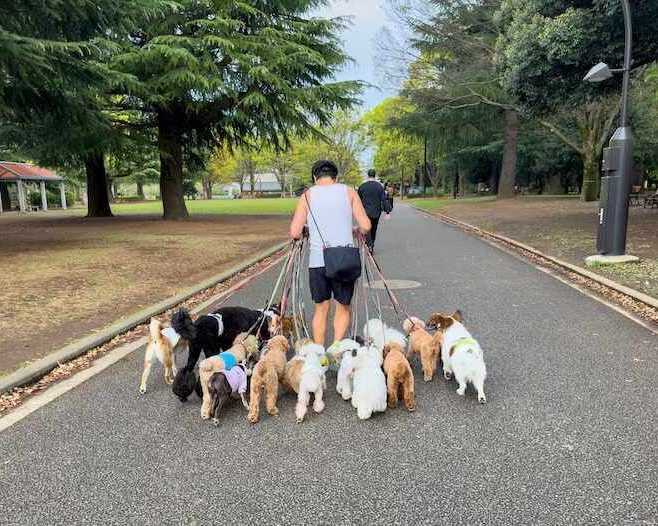 dog-walkers-in-ahmedabad