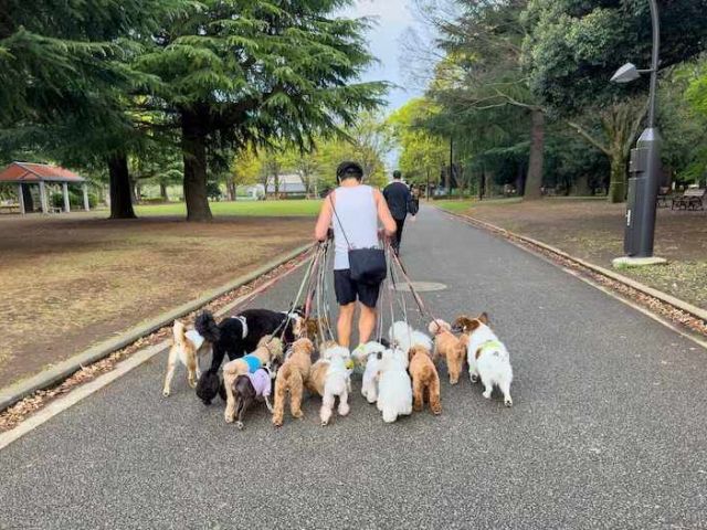 dog-walkers-in-ahmedabad
