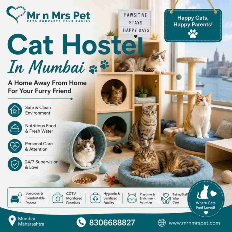 cat-hostel-in-mumbai-big-0