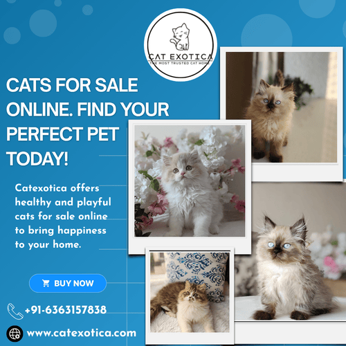 buy-cats-for-sale-online-in-bangalore-big-0