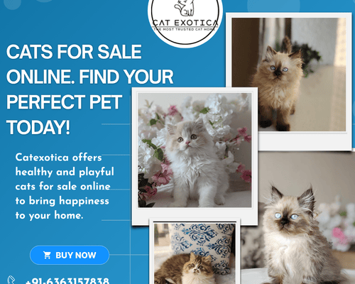 buy-cats-for-sale-online-in-bangalore