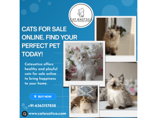 buy-cats-for-sale-online-in-bangalore-small-0