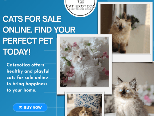 buy-cats-for-sale-online-in-bangalore