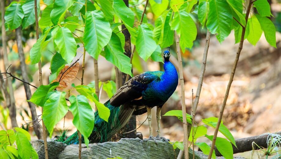 kanha-national-park-luxury-safari-experience-odyssey-travels-big-0