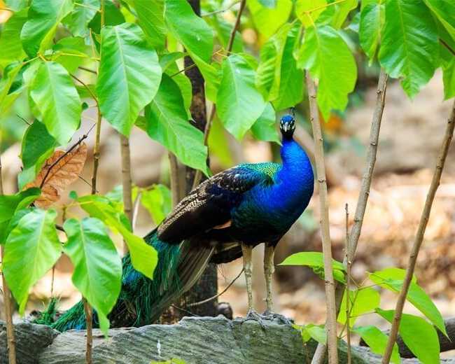 kanha-national-park-luxury-safari-experience-odyssey-travels