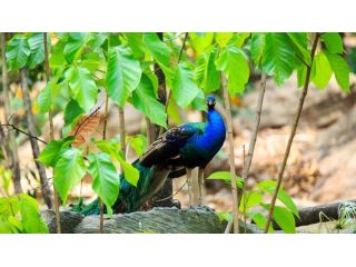 kanha-national-park-luxury-safari-experience-odyssey-travels-small-0