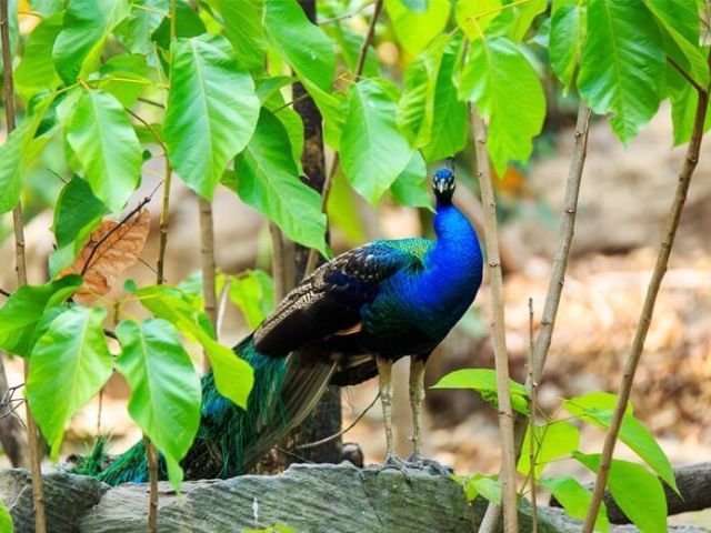 kanha-national-park-luxury-safari-experience-odyssey-travels