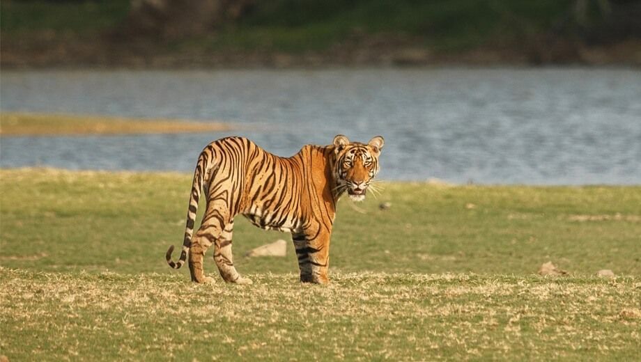 discover-pannas-spectacular-wildlife-luxury-odyssey-travels-big-0