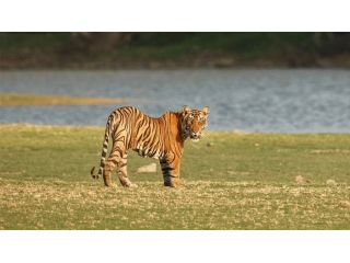 discover-pannas-spectacular-wildlife-luxury-odyssey-travels-small-0