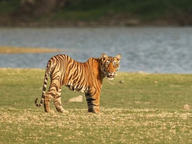 discover-pannas-spectacular-wildlife-luxury-odyssey-travels