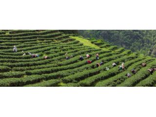 discover-majuli-before-it-disappears-forever-odyssey-travels-small-0
