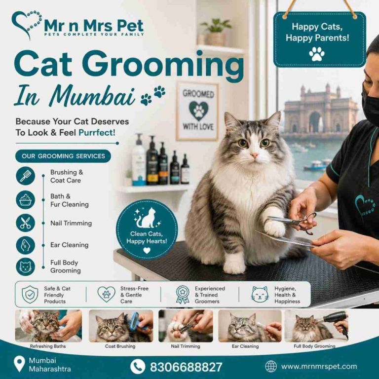 cat-grooming-in-mumbai-big-0
