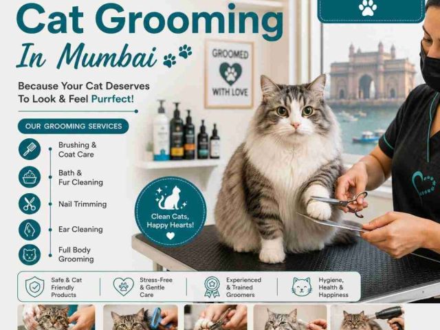 cat-grooming-in-mumbai