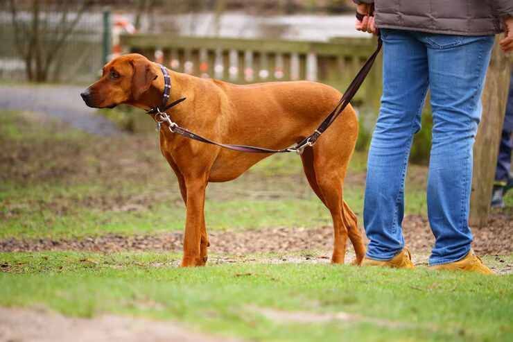 dog-walkers-in-jaipur-big-0