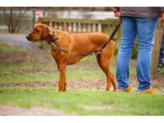 dog-walkers-in-jaipur-small-0