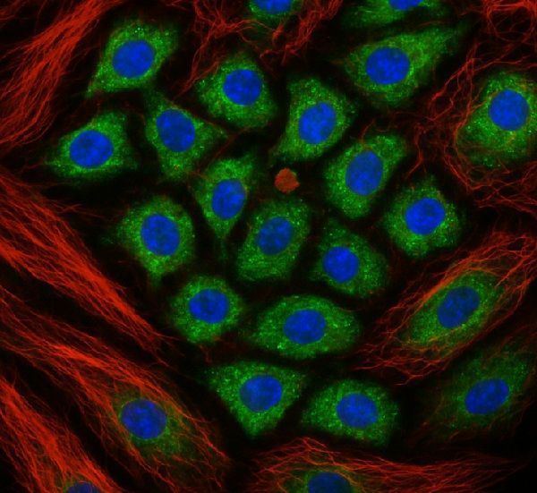high-resolution-laser-confocal-microscopes-for-3d-imaging-big-0