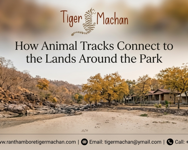 how-animal-tracks-connect-to-the-lands-around-the-park