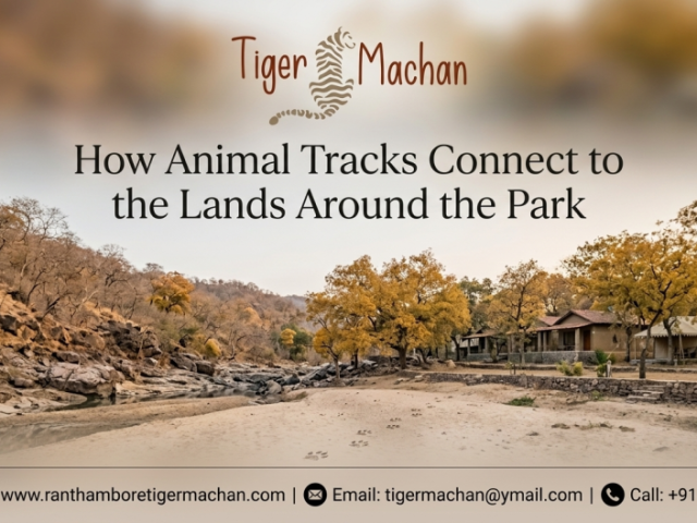 how-animal-tracks-connect-to-the-lands-around-the-park