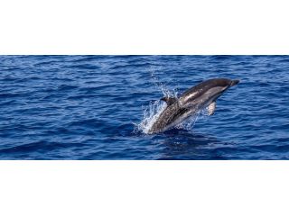 discover-slow-luxury-living-in-south-goa-odyssey-travels-small-2