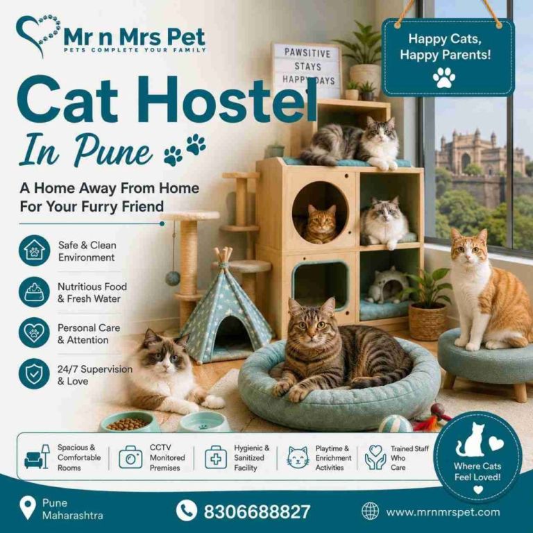 cat-hostel-in-pune-big-0